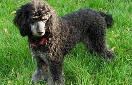 BFAR Blackie miniature poodle