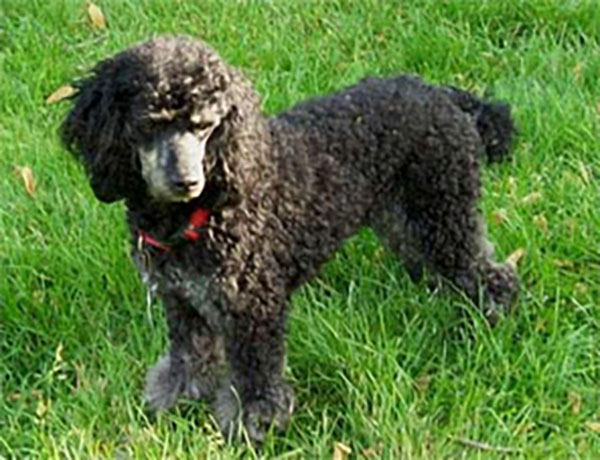 BFAR Blackie miniature poodle
