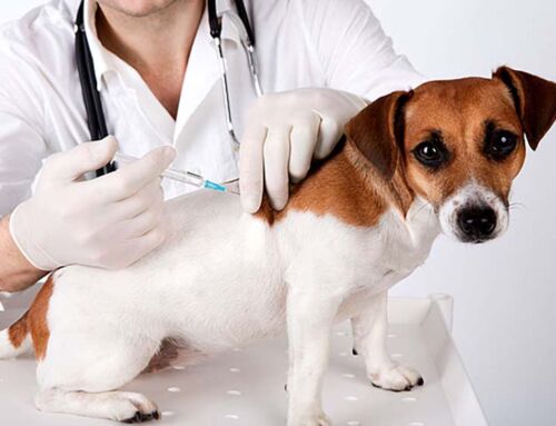 Canine Vaccination Protocols