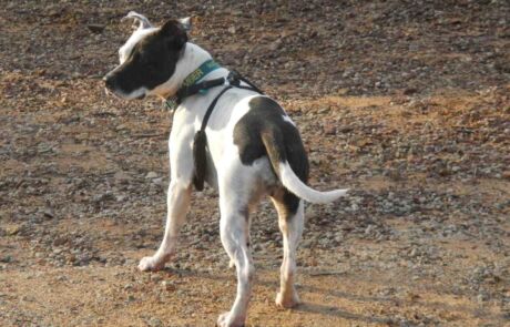 BFAR Indi English Staffordshire Terrier