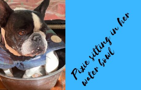 BFAR Pixie French Bulldog sitting in water bowl