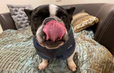 BFAR Pixie French Bulldog tongue out