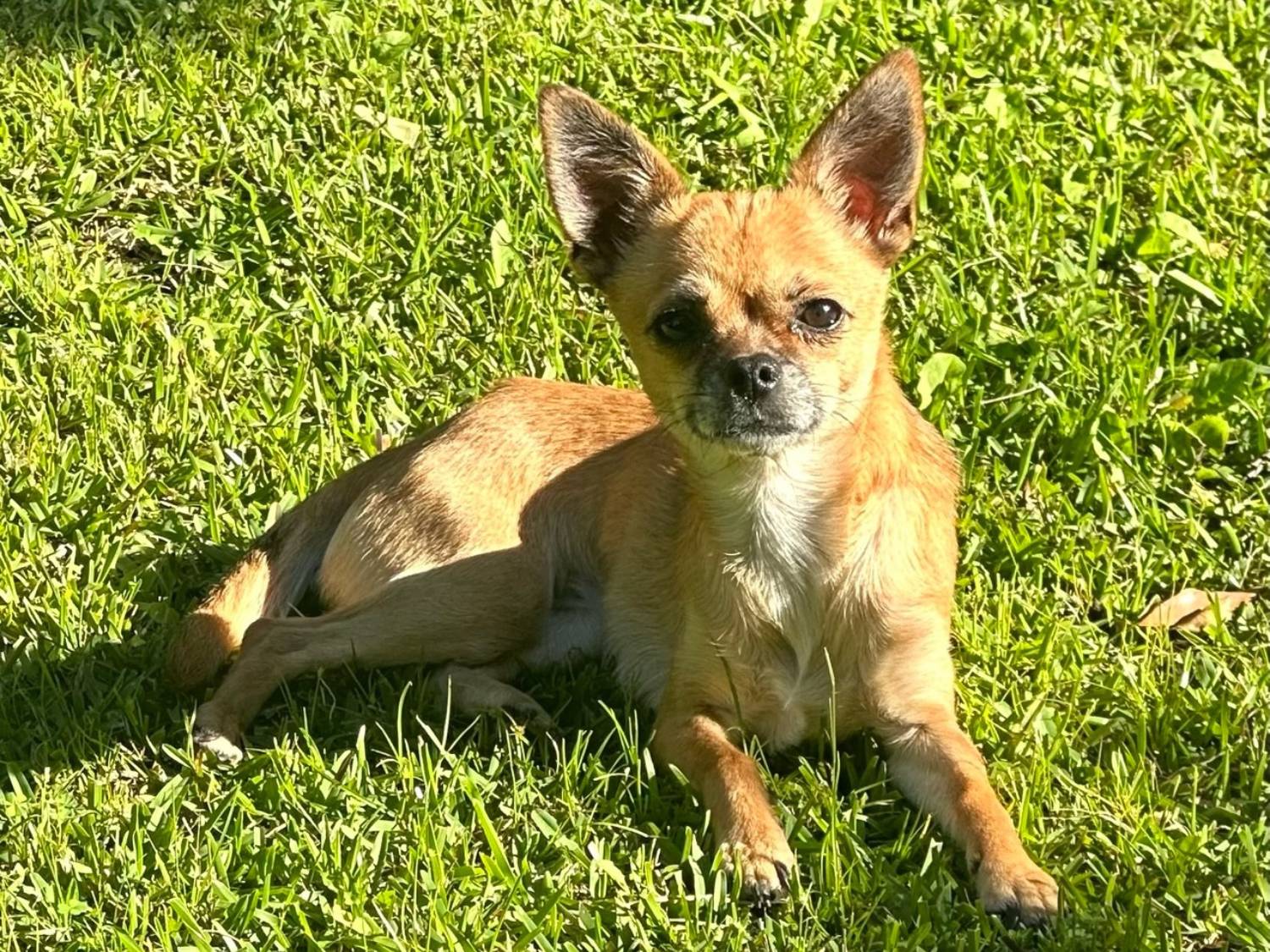 BFAR Girlfriend Chihuahua