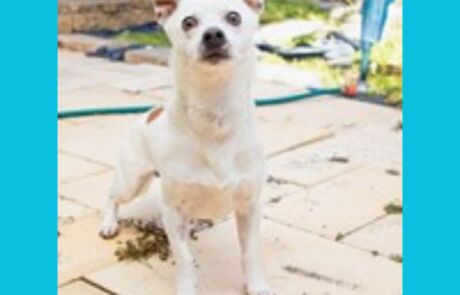 BFAR Patch 744 Jack Russell X Chihuahua