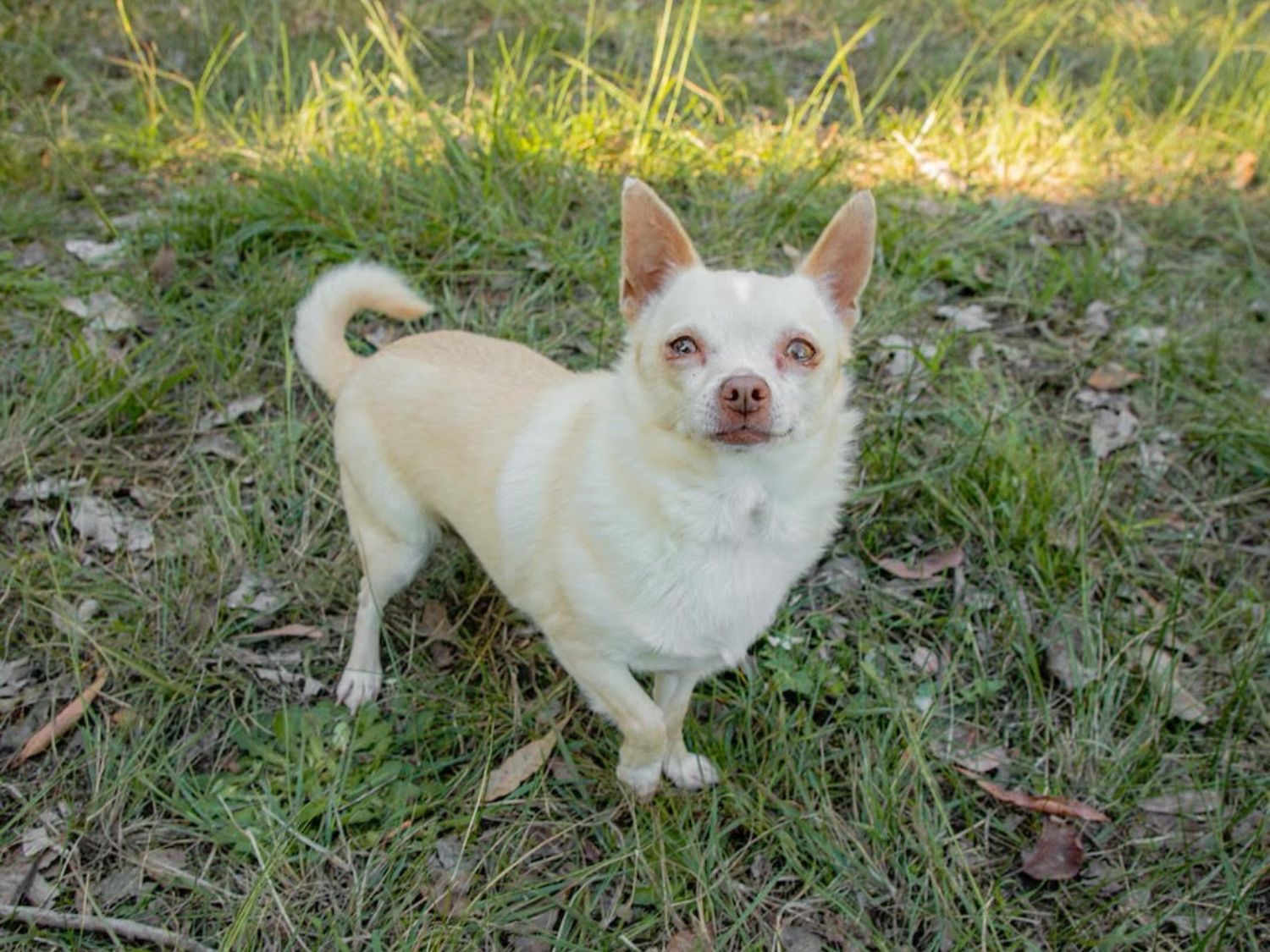 BFAR Chappie Chihuahua